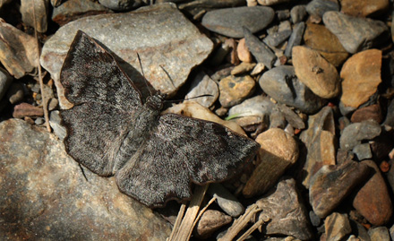 Antigonus erosus. Caranavi elev. 860 m. d. 1 February 2012. Photographer: Lars Andersen