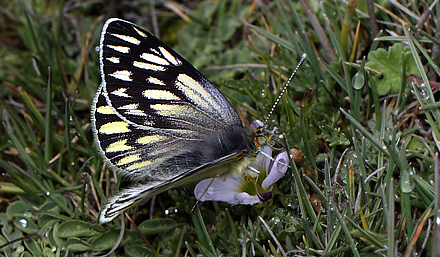 Tatochila xanthodice female. La Cumbre, La Paz, elev. 4672 m. d.  3 february 2012. Photographer: Lars Andersen