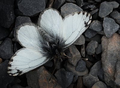 Pierphulia nysias (Weyner, 1890) ssp.: nysiella. La Cumbre, La Paz, elev. 4672 m. d.  3 february 2012. Photographer: Lars Andersen