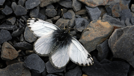 Pierphulia nysias (Weyner, 1890) ssp.: nysiella. La Cumbre, La Paz, elev. 4672 m. d.  3 february 2012. Photographer: Lars Andersen