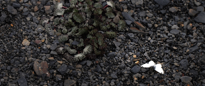 Pierphulia nysias (Weyner, 1890) ssp.: nysiella. La Cumbre, La Paz, elev. 4672 m. d.  3 february 2012. Photographer: Lars Andersen