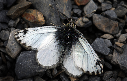 Pierphulia nysias (Weyner, 1890) ssp.: nysiella. La Cumbre, La Paz, elev. 4672 m. d.  3 february 2012. Photographer: Lars Andersen