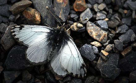 Pierphulia nysias (Weyner, 1890) ssp.: nysiella. La Cumbre, La Paz, elev. 4672 m. d.  3 february 2012. Photographer: Lars Andersen