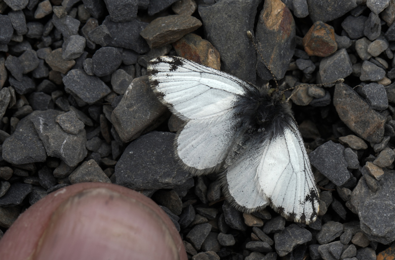 Pierphulia nysias (Weyner, 1890) ssp.: nysiella. La Cumbre, La Paz, elev. 4672 m. d.  3 february 2012. Photographer: Lars Andersen