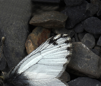 Pierphulia nysias (Weyner, 1890) ssp.: nysiella. La Cumbre, La Paz, elev. 4672 m. d.  3 february 2012. Photographer: Lars Andersen