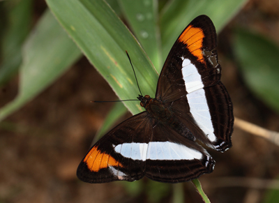 Adelpha coryneta. Coroico 1900 m.h. d. 6 February 2012. Photographer Lars Andersen