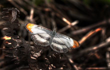 Mestra hersilia apicalis. Coroico 1900 m.h. d. 6 February 2012. Photographer Lars Andersen