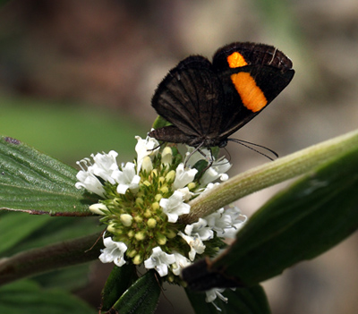 Crocozona (Charis) fasciata. Coroico 1900 m.h. d. 6 February 2012. Photographer Lars Andersen