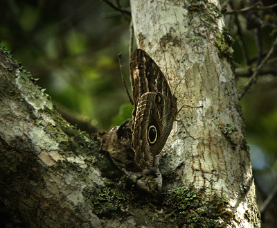 Caligo teucer phorkys.  Coroico 1900 m.h. d. 6 February 2012. Photographer Lars Andersen