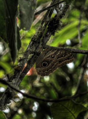 Caligo teucer phorkys.  Coroico 1900 m.h. d. 6 February 2012. Photographer Lars Andersen