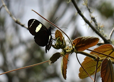 Heliconius sara. Coroico 1900 m.h. d. 6 February 2012. Photographer Lars Andersen