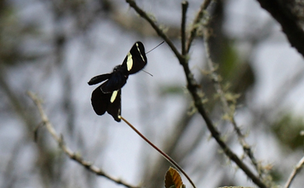 Heliconius sara. Coroico 1900 m.h. d. 6 February 2012. Photographer Lars Andersen