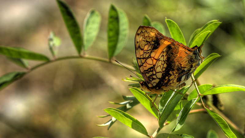 Hypanartia lethe. Coroico 1900 m.h. d. 8 February 2012. Photographer Lars Andersen