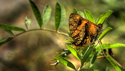 Hypanartia lethe. Coroico 1900 m.h. d. 8 February 2012. Photographer Lars Andersen