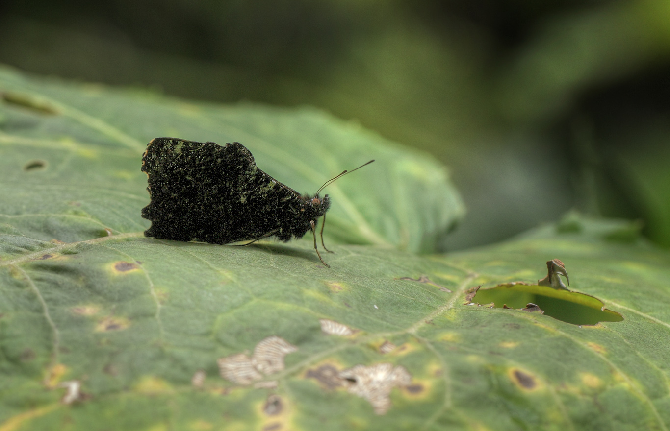 Camino de Muerte elev. 2600 m. Yungas, Bolivia d. 9 February 2012. Photographer: Lars Andersen