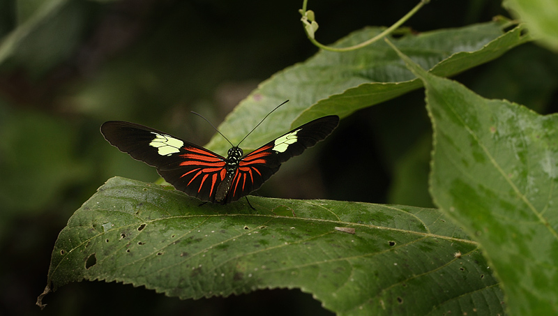 Heliconius erato. Coroico 1300 m.h. d. 9 february 2012. Photographer Lars Andersen