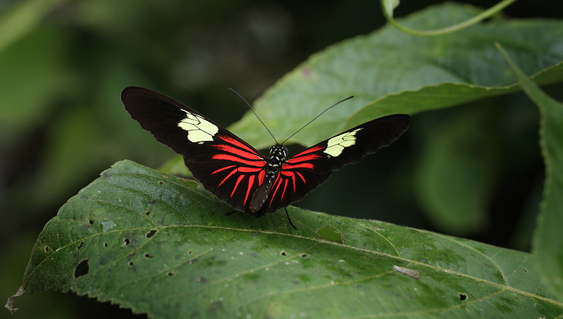 Heliconius erato. Coroico 1300 m.h. d. 9 february 2012. Photographer Lars Andersen