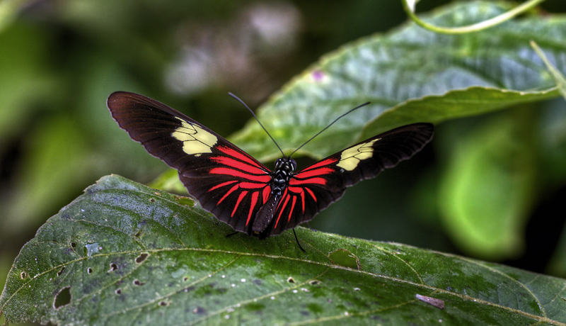 Heliconius melpomene. Coroico 1300 m.h. d. 9 february 2012. Photographer Lars Andersen