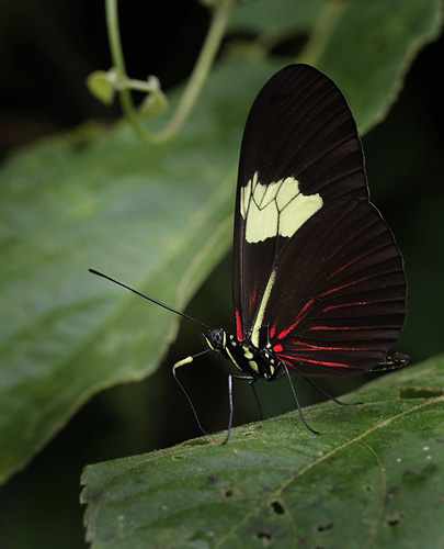 Heliconius erato. Coroico 1300 m.h. d. 9 february 2012. Photographer Lars Andersen