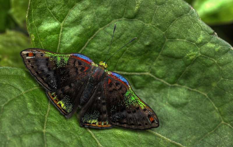 Caria trochilus. Coroico 1300 m.h. d. 9 february 2012. Photographer Lars Andersen