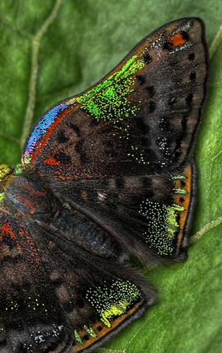 Caria trochilus. Coroico 1300 m.h. d. 9 february 2012. Photographer Lars Andersen