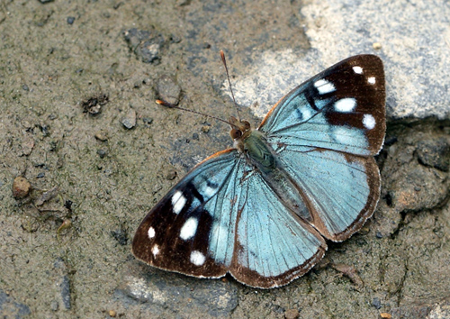 Dynamine tithia. Camino de Muerte elev. 2600 m. Yungas, Bolivia d.  9 February 2012. Photographer: Lars Andersen