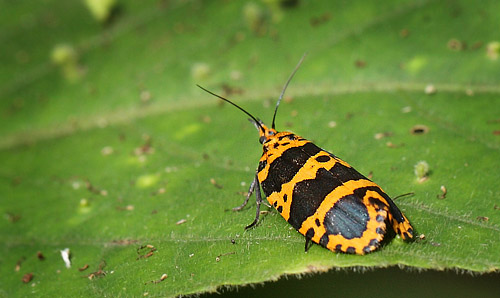 Pseudatteria cantharopa pulchra. Caranavi d. 14 january 2012. Photographer;Lars Andersen