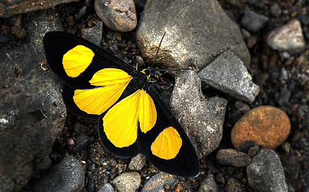 Dognin's Joker, Atyriodes figulatum (Subfamily: Sterrhinae). Kori Wayku inca trail elev. 2000 m. d.  18 January 2012. Photographer: Lars Andersen