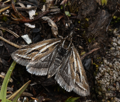 Moths in familie Crambidae.La Cumbre, La Paz, elev. 4672 m. d. 3  february 2012. Photographer: Lars Andersen