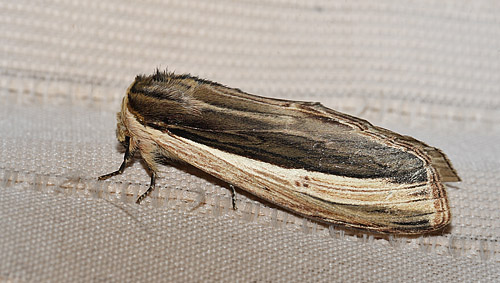 Lirimiris pennipenis. Coroico, Yungas, Bolivia. d. 15 february 2012. Photographer: Lars Andersen