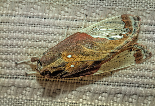 Tiger Moth, Bertholdia trigona. Coroico, Yungas, Bolivia. d. 10 february 2012. Photographer: Lars Andersen