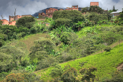 Coco field, Coroico 1800 m.h. d. 10 February 2012. Photographer Lars Andersen