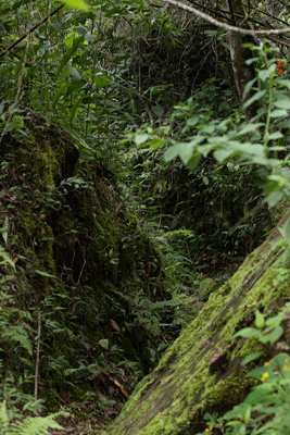 Coroico trail, Yungas, elev. 1900 m. 14 January 2012. Photographer: Lars Andersen
