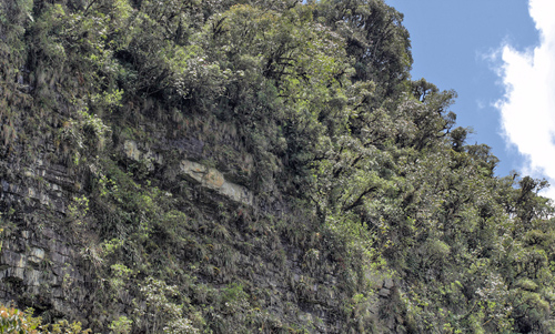 Yolosa, Yungas, elev. 1200 m. 18th January 2012. Photographer; Lars Andersen 