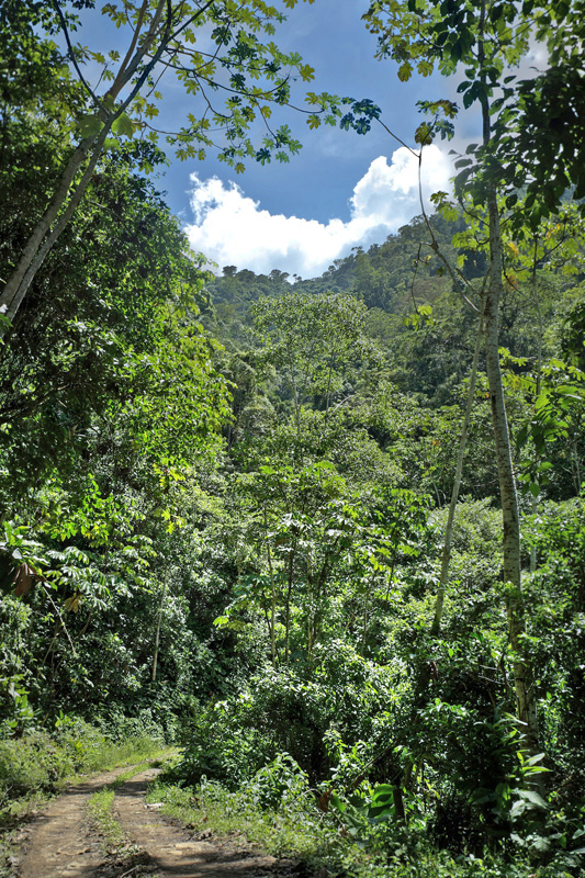 Caranavi elevation 865 m. Yungas, Bolivia d. 22 January 2012. Photographer; Lars Andersen