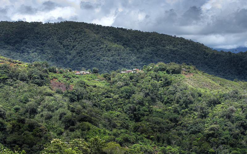 Caranavi hills, elev. 1400 m. d.  27 January 2012. Photographer: Lars Andersen