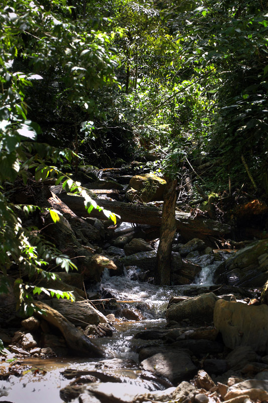 A small riwerstream, Caranavi hills, elev. 1400 m. d.  27 January 2012. Photographer: Lars Andersen