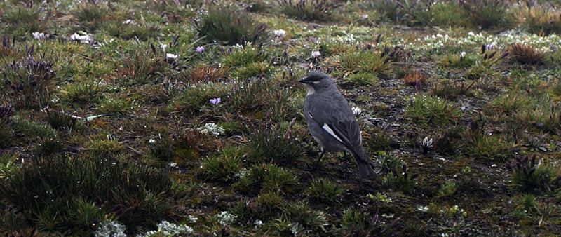 La Cumbre, La Paz, elev. 4660 m. d.  3 February 2012. Photographer: Lars Andersen