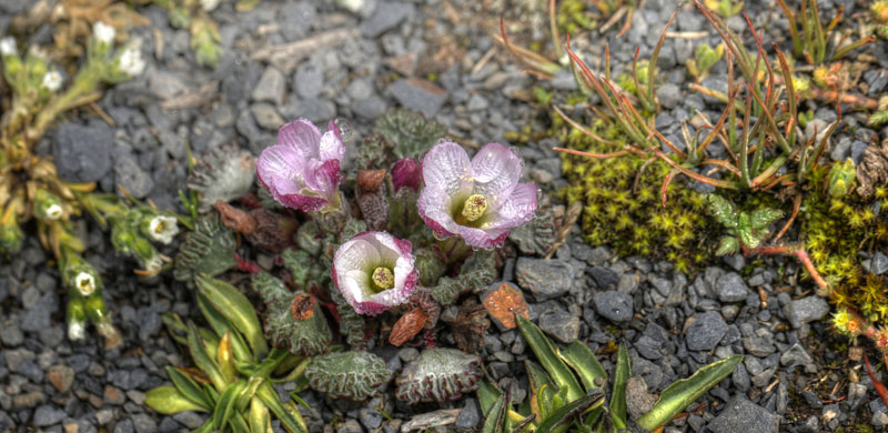 Nototriche obcuneata. La Cumbre, La Paz, elev. 4672 m. d. 3 february 2012. Photographer; Lars Andersen