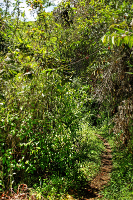Coroico trail, Yungas, elev. 1900 m. 6 February 2012. Photographer: Lars Andersen