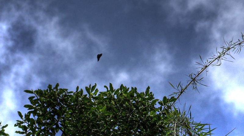 Camino de Muerte elev. 2600 m. Yungas, Bolivia d.  9 February 2012. Photographer: Lars Andersen