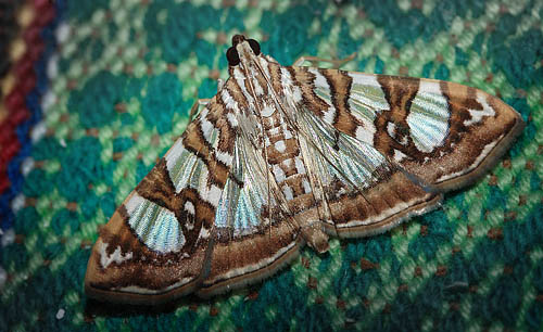 Pearl Moths Subfamily Spilomelinae. Coroico, Yungas, Bolivia d. 12 january 2012.   Photographer; Lars Andersen