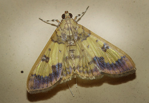 Pearl Moths Subfamily Spilomelinae. Coroico, Yungas, Bolivia d. 12 january 2012.   Photographer; Lars Andersen