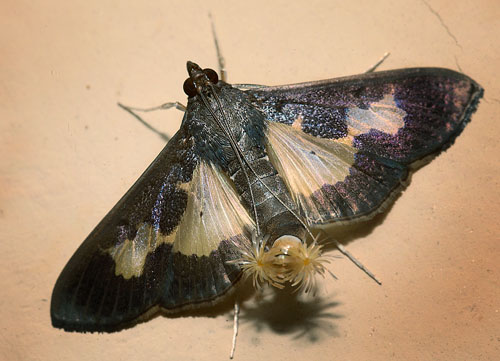 Pickleworm Moth Diaphania nitidalis. Coroico, Yungas, Bolivia d. 15 january 2012.   Photographer; Lars Andersen