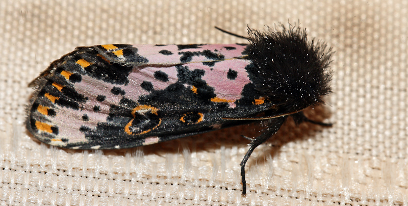 Spanish moth, Xanthopastis timais.  Coroico, Yungas, Bolivia d. 11 february 2012.   Photographer; Lars Andersen