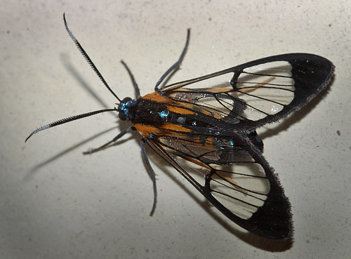 Ctenuchinae species. Coroico, Yungas, Bolivia d. 12 january 2012.   Photographer; Lars Andersen