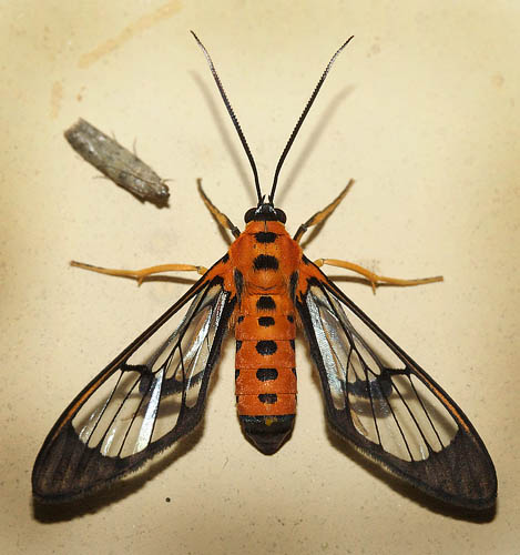 Ctenuchinae species. Coroico, Yungas, Bolivia d. 12 january 2012. Photographer; Lars Andersen