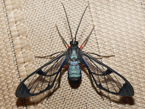 Mesothen roseifemur. Coroico, Yungas, Bolivia d. 14  february 2012.   Photographer; Lars Andersen