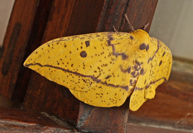 Eacles imperialis. Coroico, Yungas, Bolivia d. 14 February 2012. Photographer; Lars Andersen