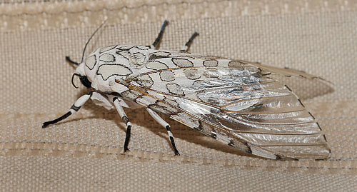 Hypercompe cunigunda. Coroico, Yungas, Bolivia d. 15 february 2012.   Photographer; Lars Andersen